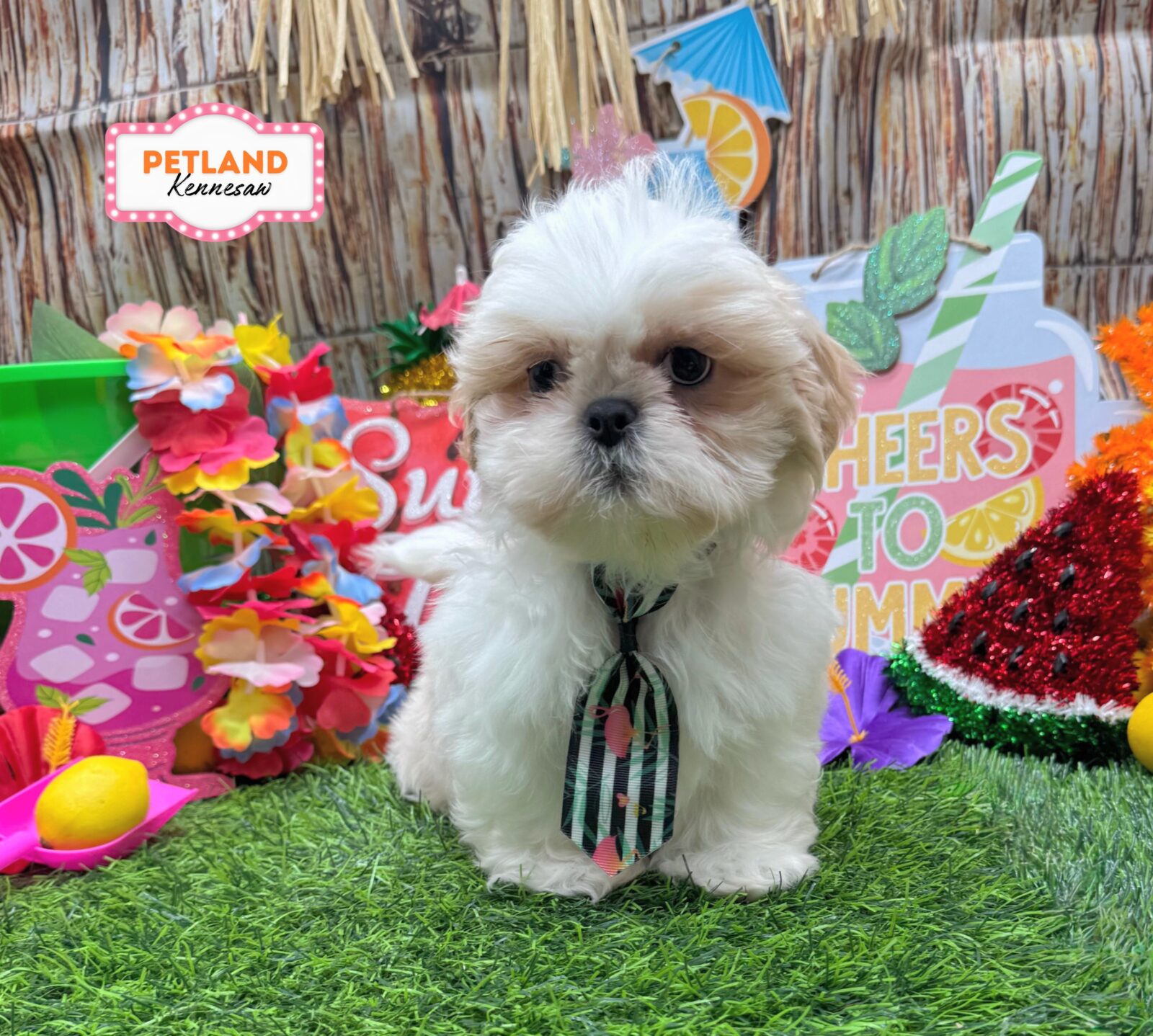 Shih Tzu in Dallas, GA