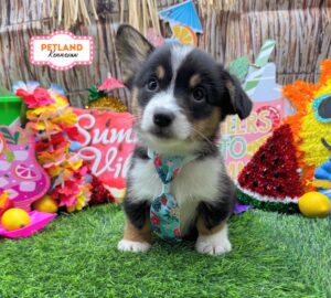 Petland Kennesaw, Georgia Pembroke Welsh Corgi puppy available