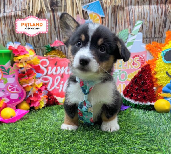 [#261019-01] Black White / Tan M Pembroke Welsh Corgi Puppies For Sale