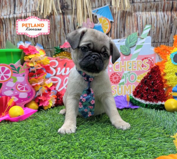 [#26901-04] Fawn M Pug Puppies For Sale