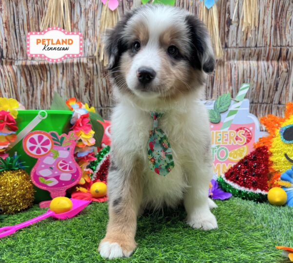 [#26287-02] Blue Merle M Miniature American Shepherd Puppies For Sale