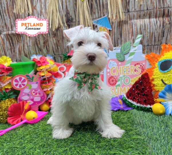 [#26867-03] Cream F Miniature Schnauzer Puppies For Sale