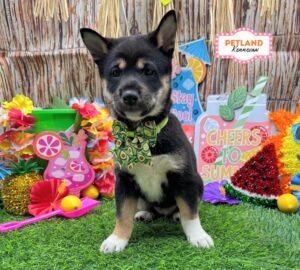 Petland Kennesaw, Georgia Shiba Inu puppy available