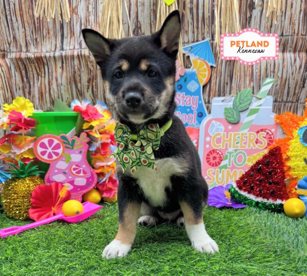 [#26932-02] Black / Tan F Shiba Inu Puppies For Sale