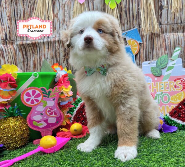 [#26156-03] Red Tan / White F Miniature Australian Shepherd Puppies For Sale