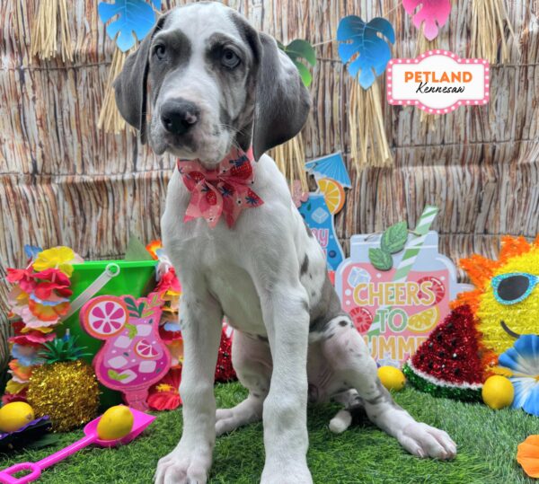 [#261017-09] Blue Harlequin F Great Dane Puppies For Sale