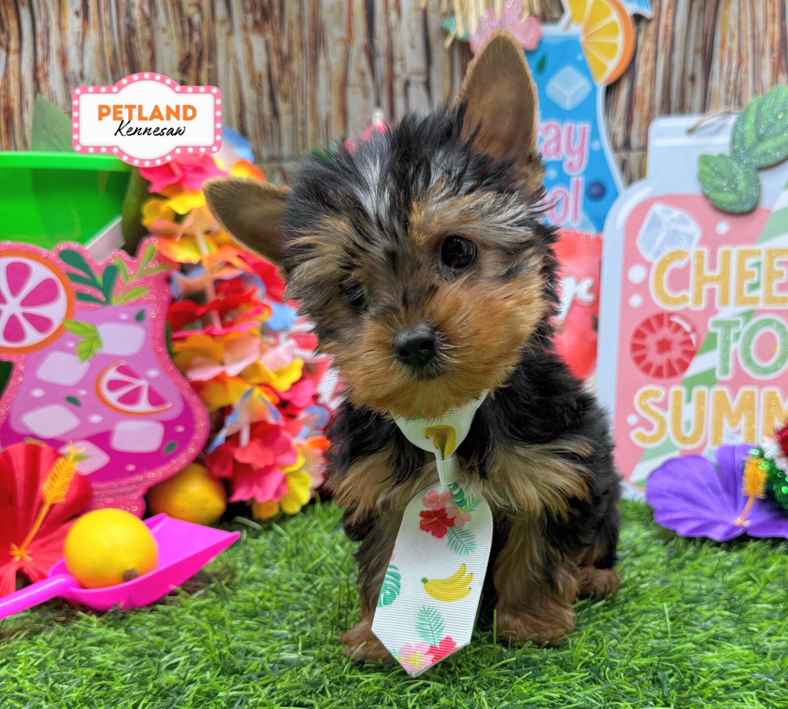 Yorkshire Terrier in Marietta, GA