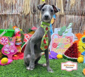 Petland Kennesaw, Georgia Italian Greyhound puppy available