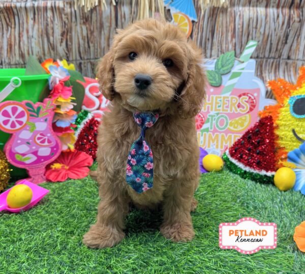 [#26332-05] Red M Goldendoodle Mini 2nd Gen Puppies For Sale