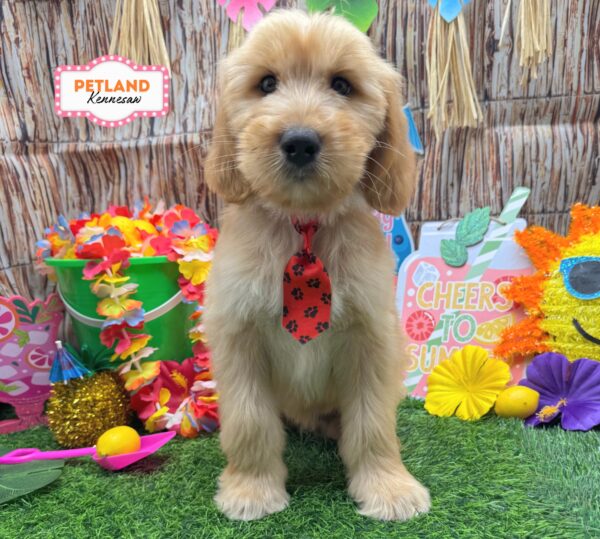 [#26314-06] Golden M Goldendoodle Puppies For Sale