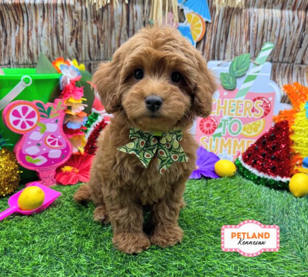 [#26332-07] Red F Goldendoodle Mini 2nd Gen Puppies For Sale