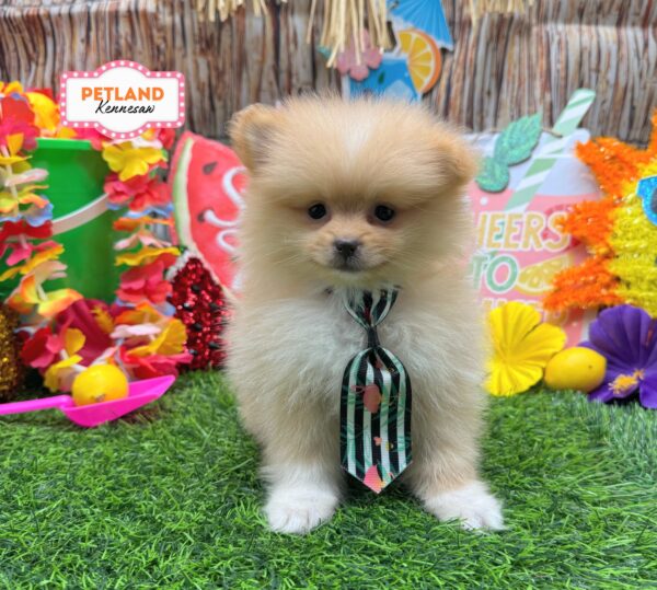 [#261222-03] Cream M Pomeranian Puppies For Sale