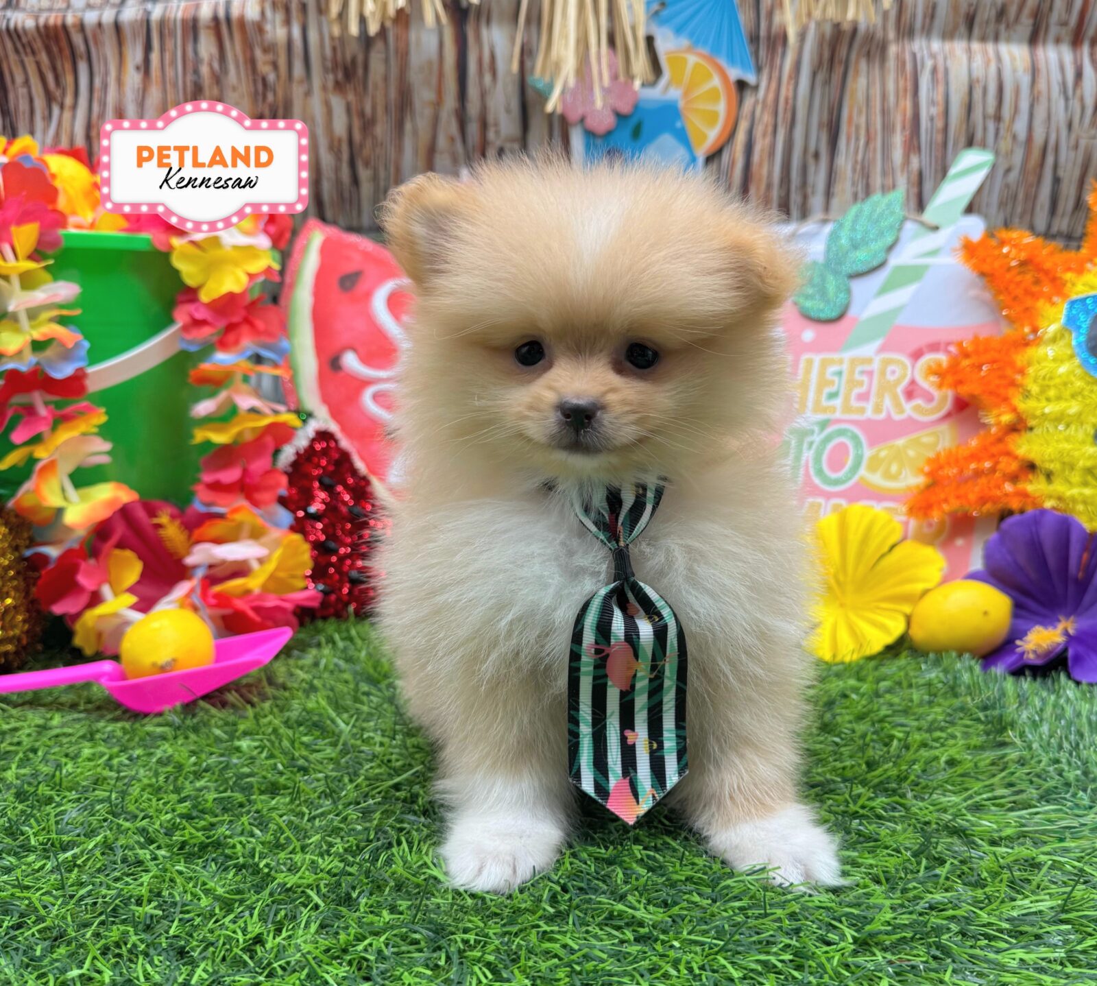 Pomeranian in Dallas, GA