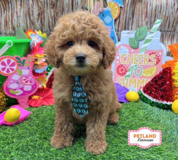 [#26332-03] Red M Goldendoodle Mini 2nd Gen Puppies For Sale