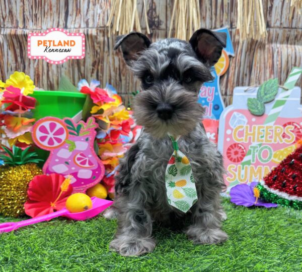 [#26866-02] Blue Merle M Miniature Schnauzer Puppies For Sale
