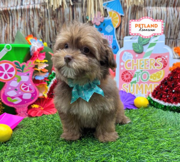 [#261107-03] Brown F ShihPoo Puppies For Sale