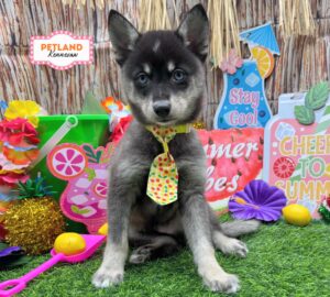 Petland Kennesaw, Georgia Alaskan Klee Kai puppy available