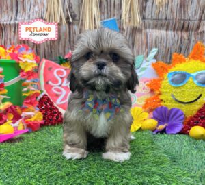 Petland Kennesaw, Georgia Shih Tzu puppy available