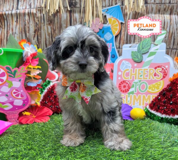 [#26994-07] Blue Merle F Poodle Mini/Cock A Poo Puppies For Sale