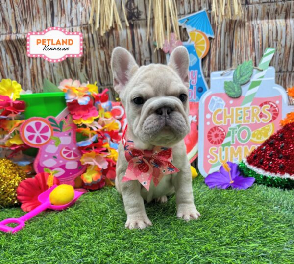 [#26289-06] Platinum F French Bulldog Puppies For Sale