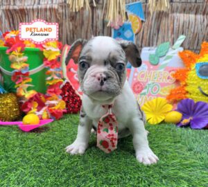 Petland Kennesaw, Georgia French Bulldog puppy available