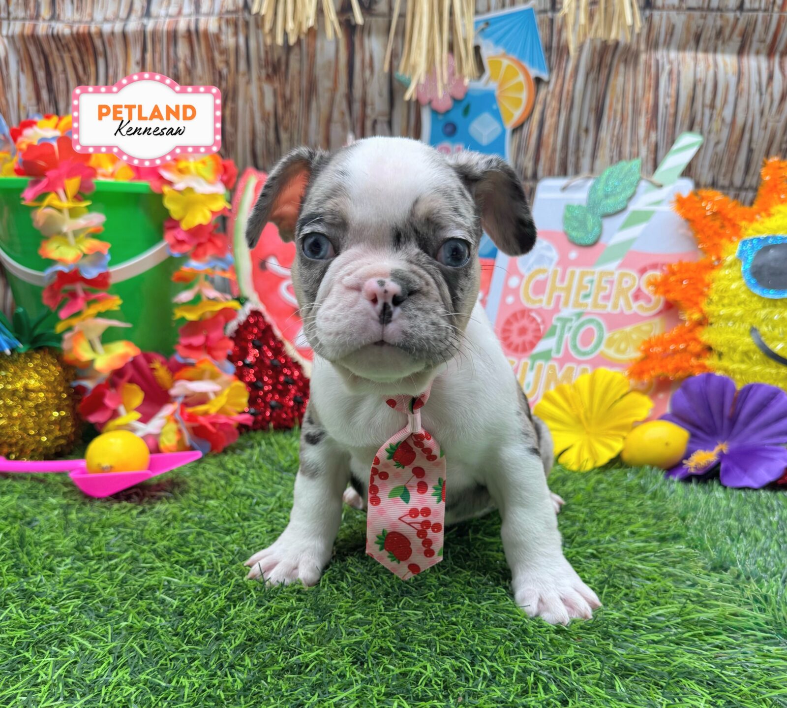 French Bulldog in Dallas, GA