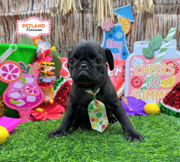 [#261138-01] Black M Pug Puppies For Sale