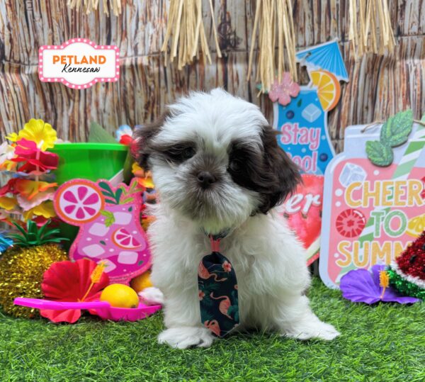 [#26891-01] Chocolate M Shih Tzu Puppies For Sale