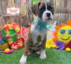 Petland Kennesaw, Georgia Boxer puppy available