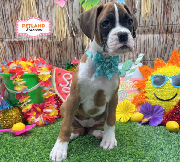 [#26376-05] Fawn F Boxer Puppies For Sale