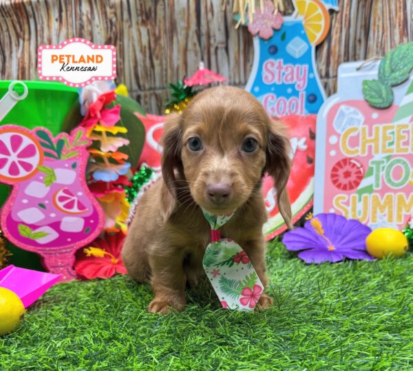 [#261028-02] Chocolate / Tan M Dachshund Puppies For Sale
