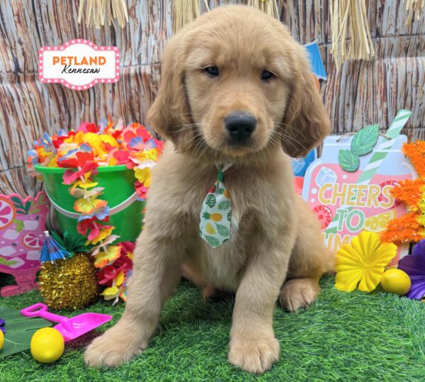 [#26168-02] Golden M Golden Retriever Puppies For Sale