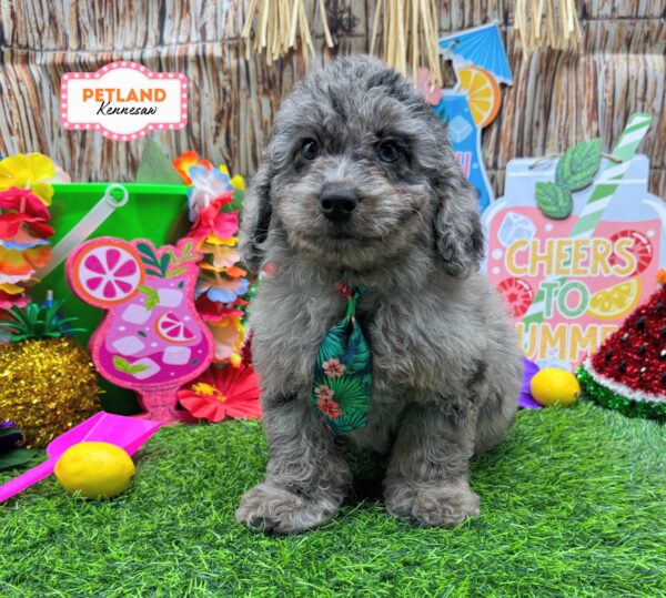 [#261057-04] Blue Merle M Bernedoodle Mini F1b Puppies For Sale