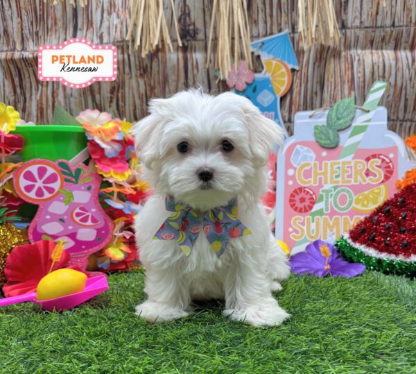 [#261073-03] White F Maltese Puppies For Sale