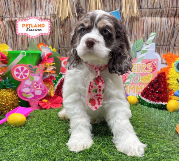 [#261192-02] Chocolate Roan M Cocker Spaniel Puppies For Sale