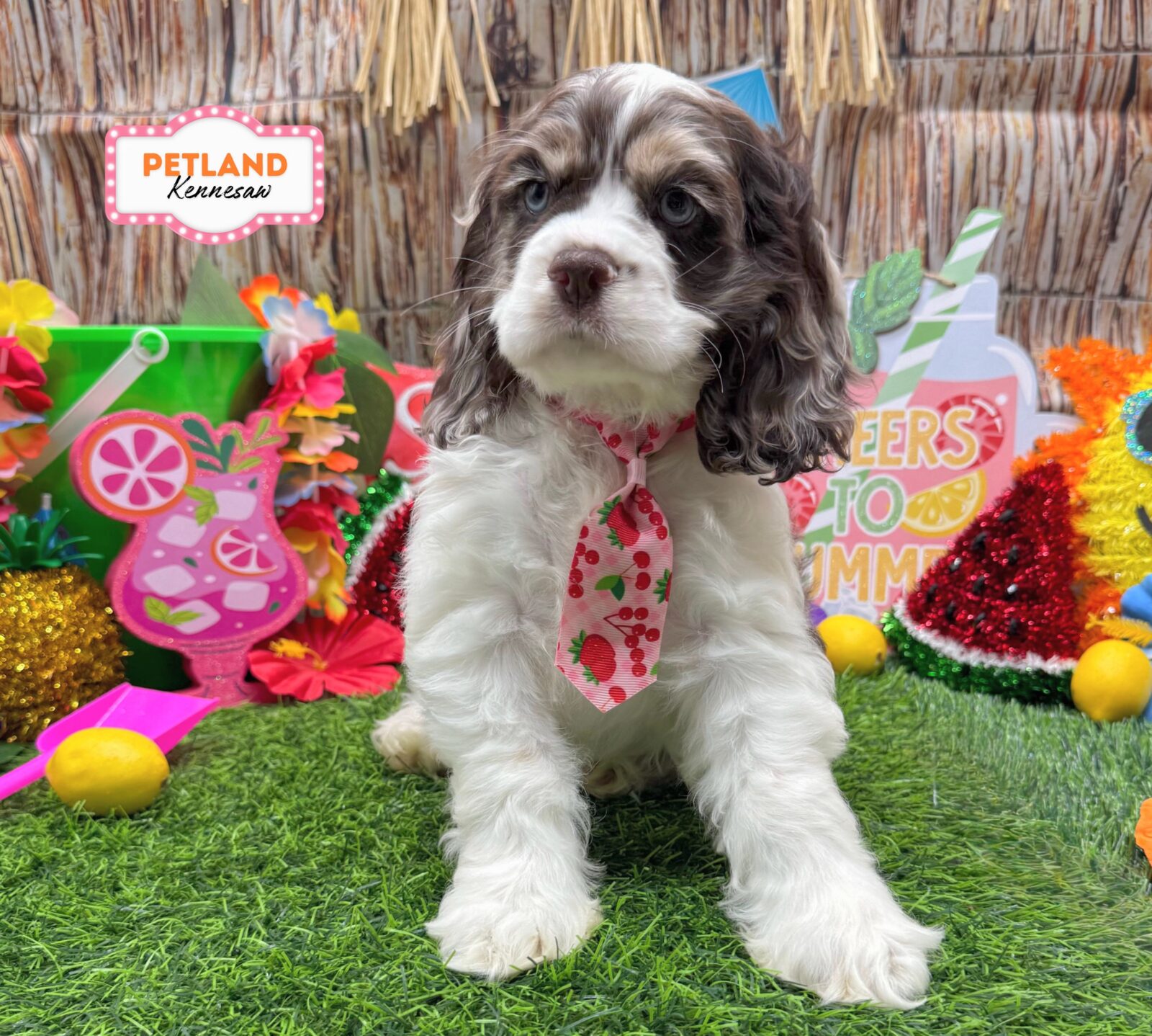 Cocker Spaniel in Dallas, GA