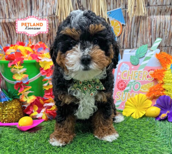 [#261248-03] Tri-Colored F Bernedoodle Puppies For Sale