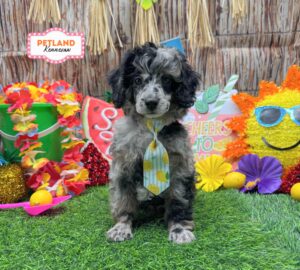 Petland Kennesaw, Georgia Poodle puppy available
