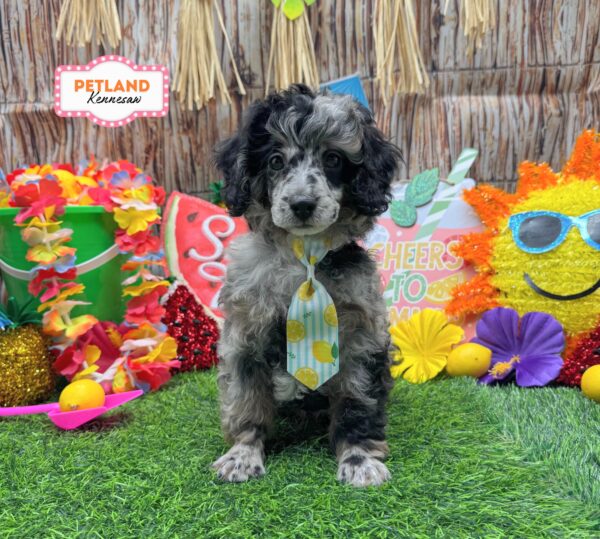 [#261146-01] Blue Merle M Poodle Puppies For Sale