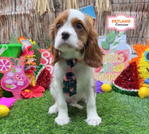 Petland Kennesaw, Georgia Cavalier King Charles Spaniel puppy available