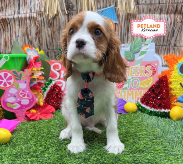 [#261061-01] Blenheim M Cavalier King Charles Spaniel Puppies For Sale