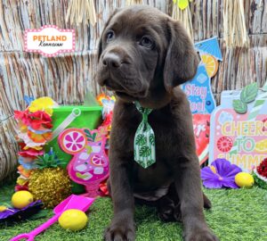 Petland Kennesaw, Georgia Labrador Retriever puppy available