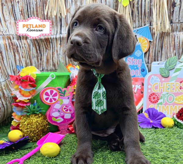 [#26173-03] Chocolate M Labrador Retriever Puppies For Sale