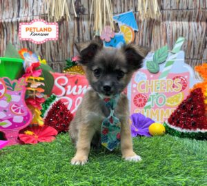 Petland Kennesaw, Georgia Chihuahua puppy available