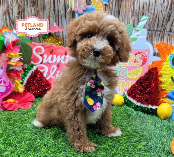 [#261040-04] Red / White M Poodle Mini Puppies For Sale