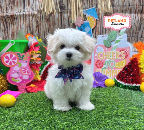 [#261003-02] White F Maltese Puppies For Sale