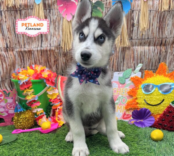 [#261587-07] Black / White F Siberian Husky Puppies For Sale