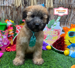 Petland Kennesaw, Georgia Soft Coated Wheaten Terrier puppy available