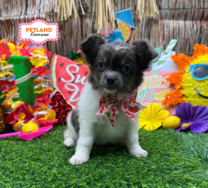 Petland Kennesaw, Georgia Chihuahua puppy available