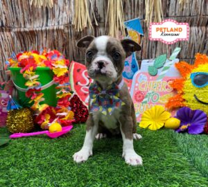 Boston Terrier – 33064